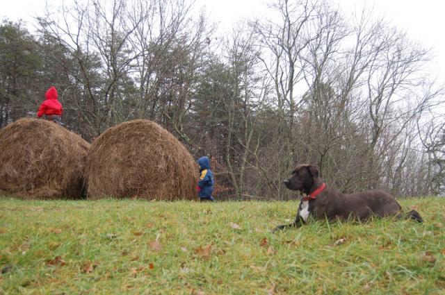 Bales, boys, and man's best friend